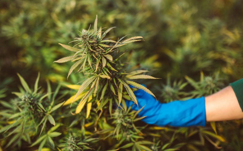 CBD Blüten – Für den besten Geschmack und höchste Qualität bei CBD